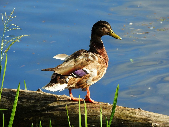 10 smarte tips til at knække krydsords-koden